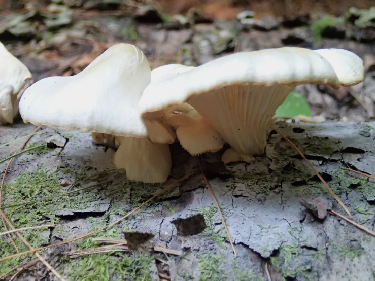 the group of mushrooms are growing on the forest floor