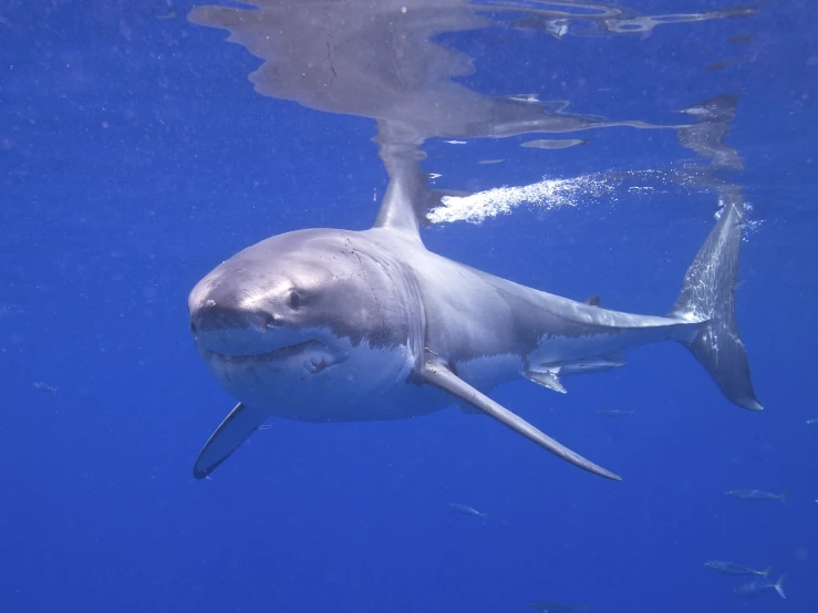 an image of a great white shark swimming