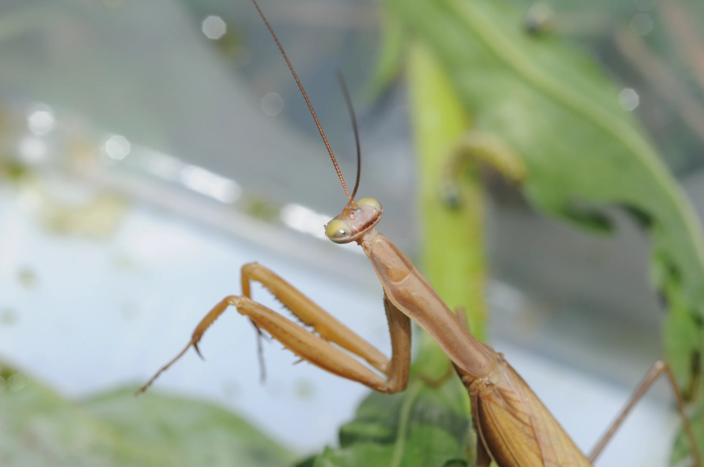 a praying praying praying mantissa is looking down from its flower