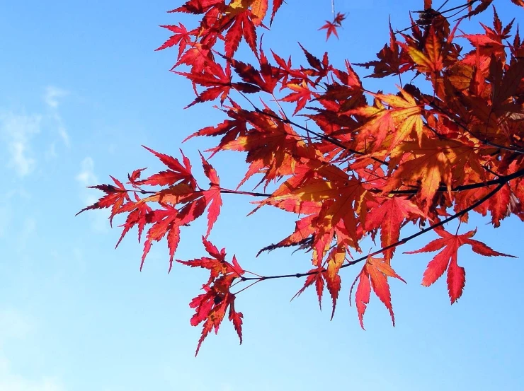 colorful leaves on the nches of a tree against a blue sky