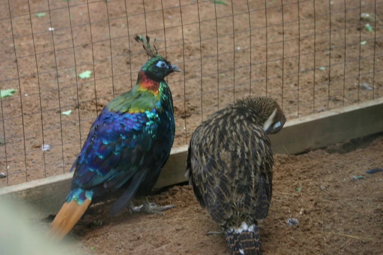 a bird next to another bird that is inside of a fence