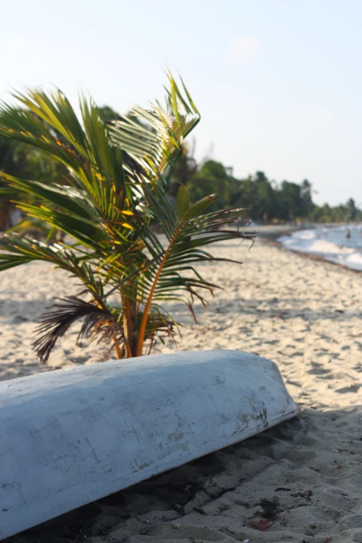 a surf board is laying on a beach