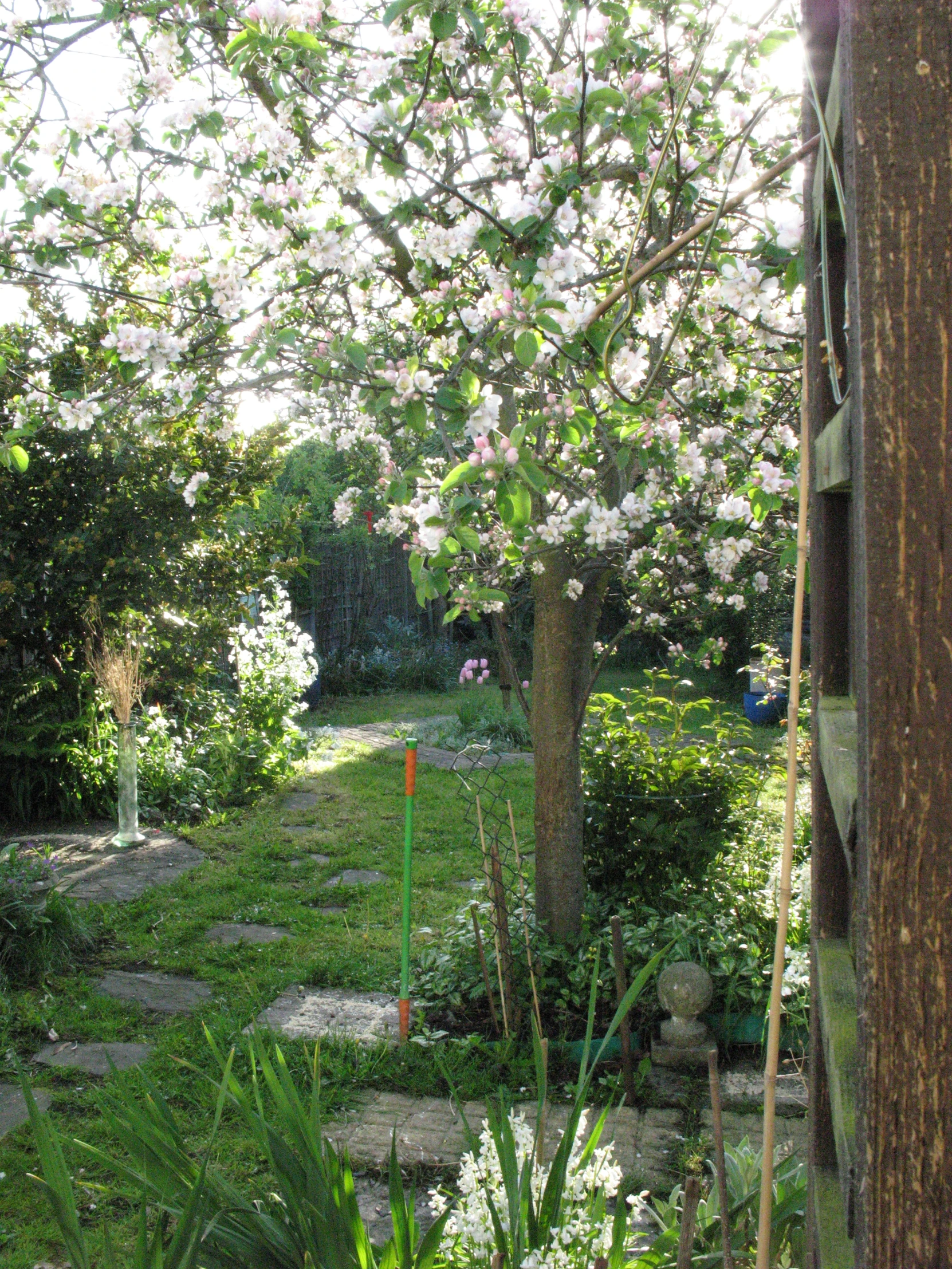 a tree in a garden with stone path