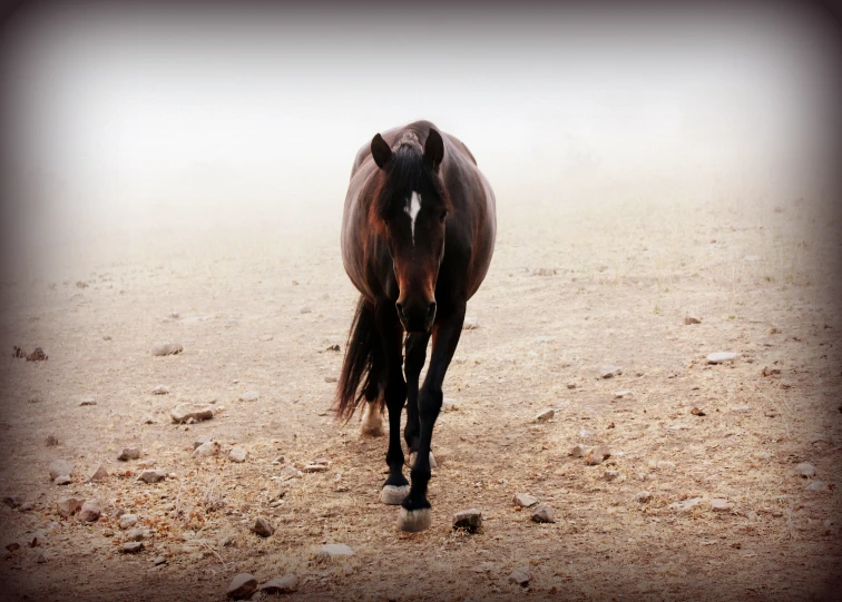 horse running in a desert covered in foggy clouds