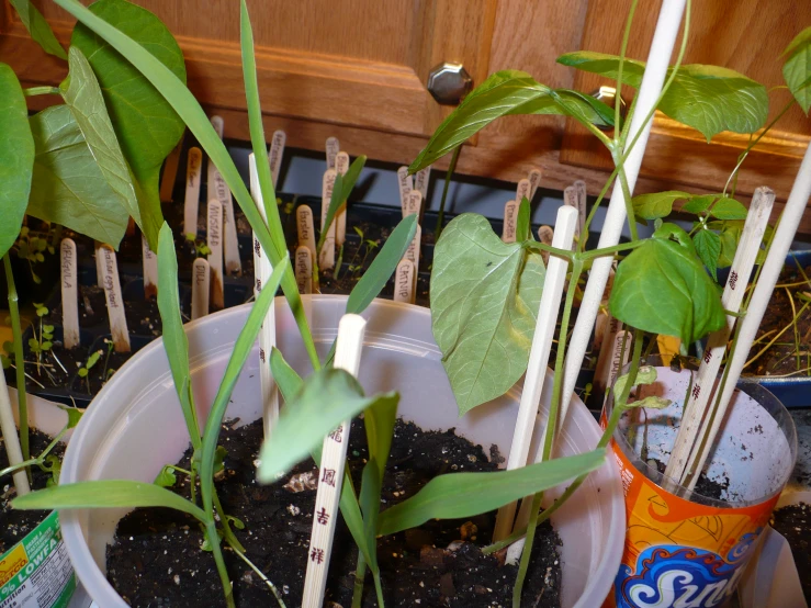 some plants in plastic containers in a wooden table