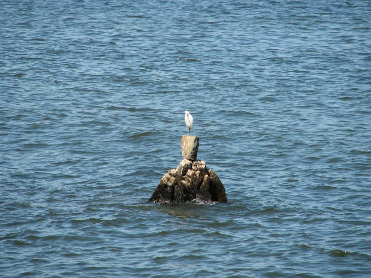 seagull sitting on top of a rock in a blue body of water