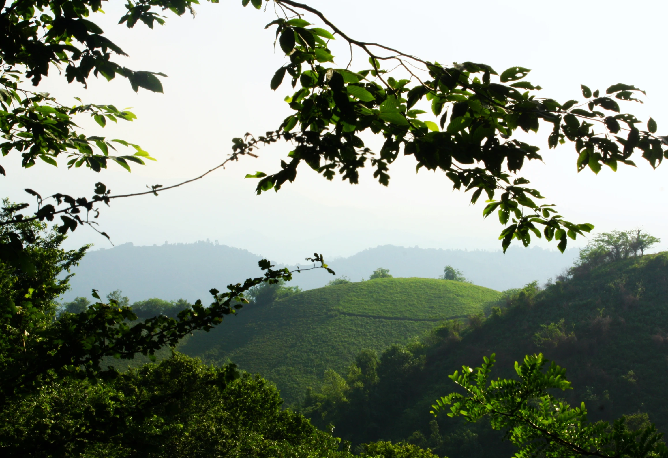 trees frame a mountain view from below, with hills in the distance