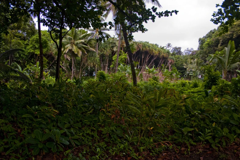 some trees bushes and grass and a horse