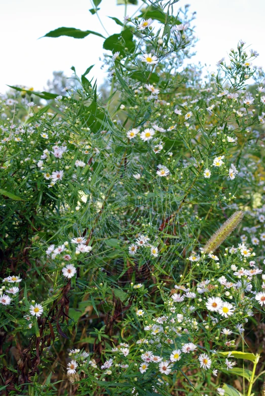 wildflowers and other plants near a building