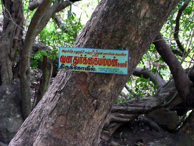 a sign in a tree reading only not to climb