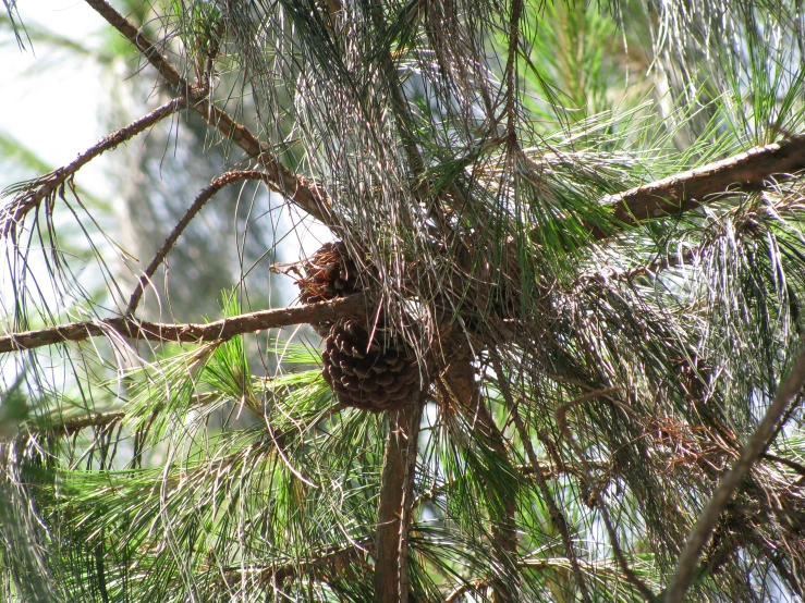 a pine cone is nestled in the nches of a pine tree