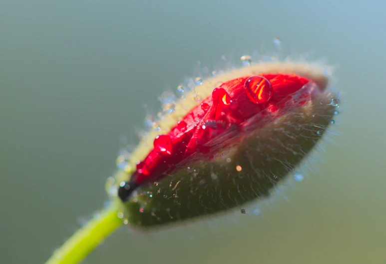 a plant with water droplets covering it's petals