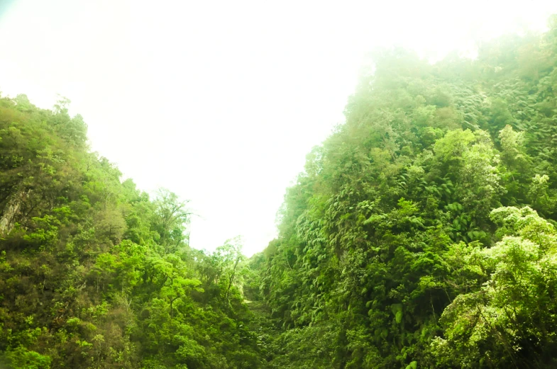 a view of the back side of an enclosed vehicle driving along a road with lots of greenery on both sides