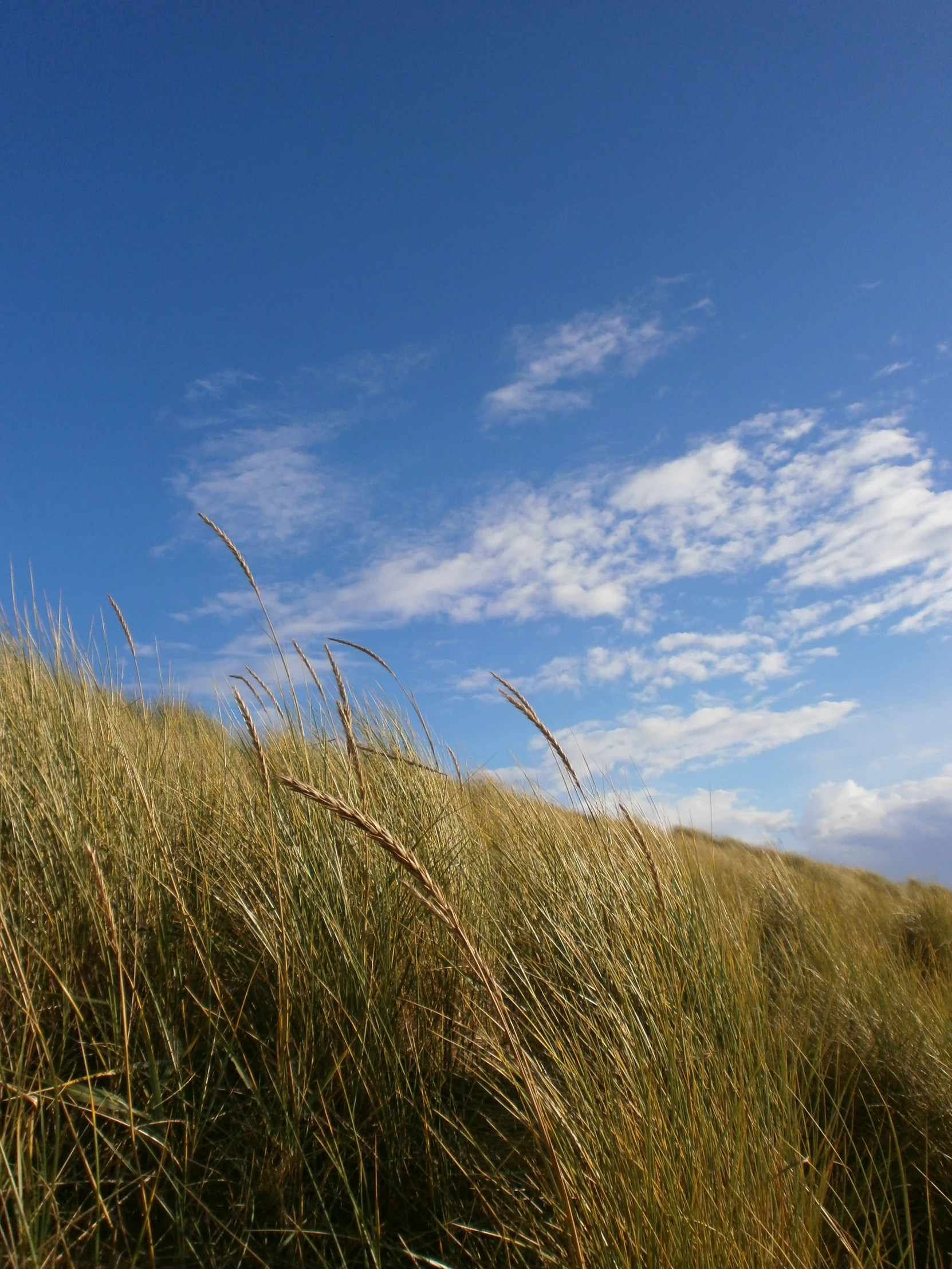 tall grass blowing in the wind on the side of a hill