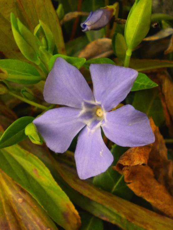 an image of a blue flower with green leaves
