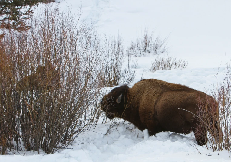 the brown animal is standing in the snow