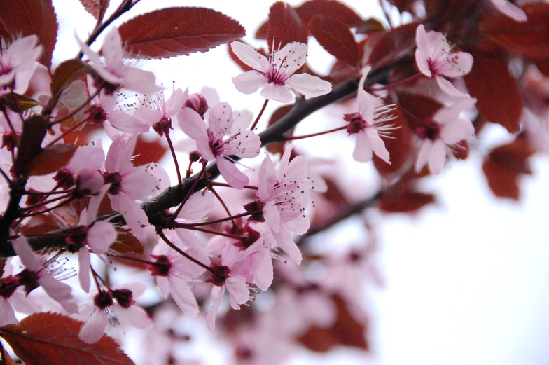 flowers blooming in the wind and on tree limbs