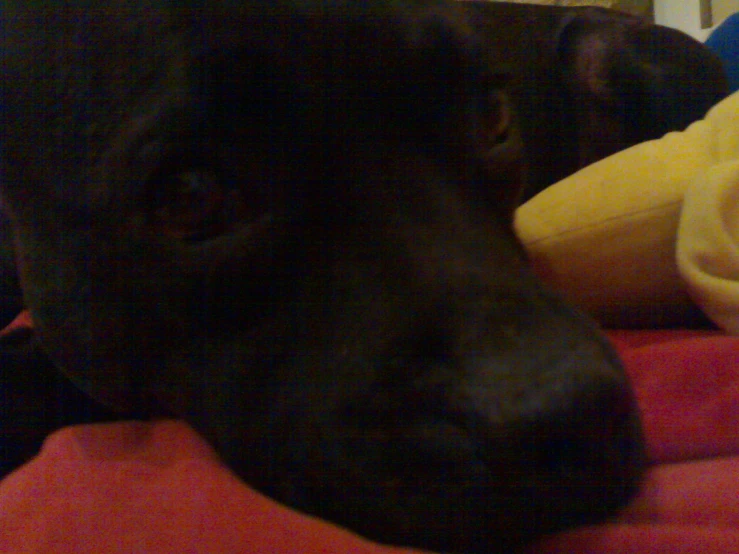 a black dog sleeping on a bed with a blanket