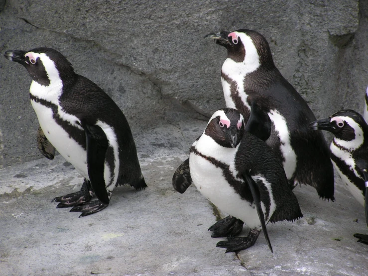 the penguins are standing around looking around