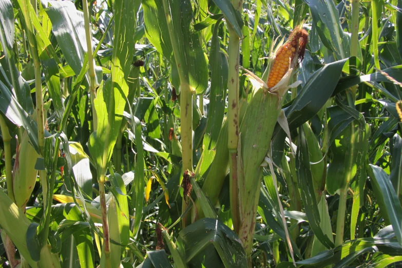 an image of corn in the field that looks very good