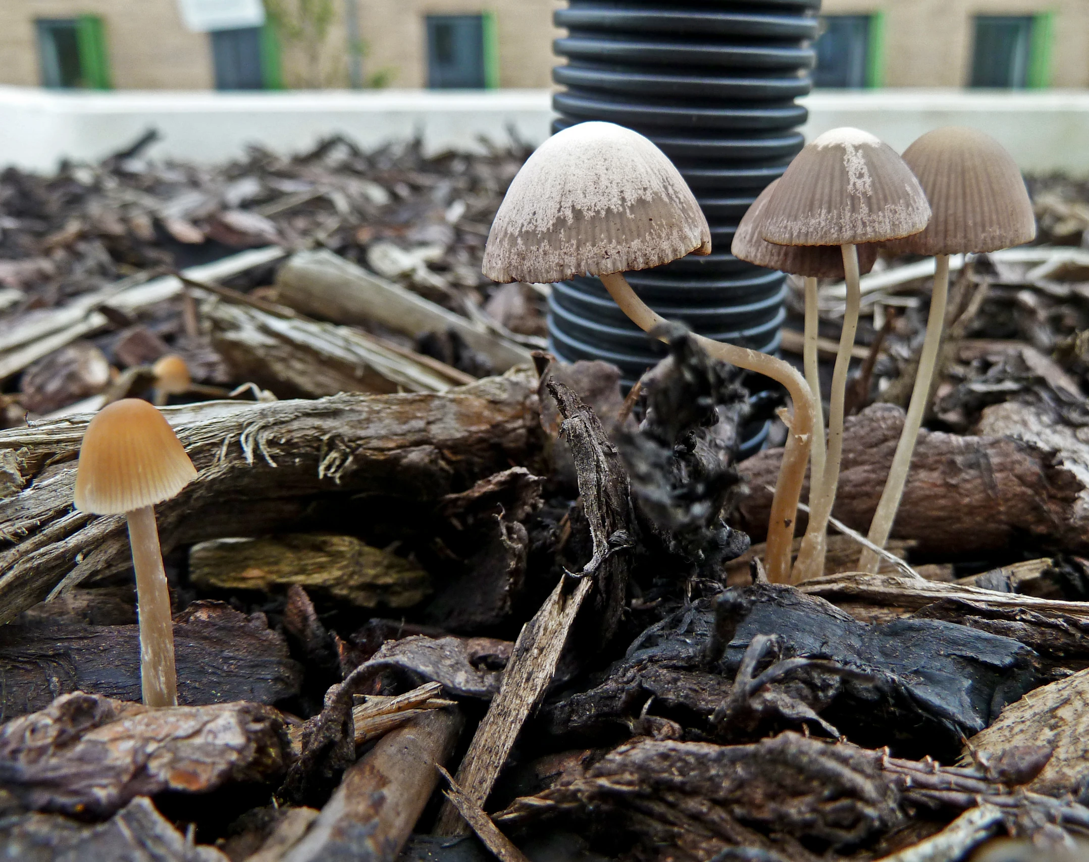 the small mushrooms are growing in the mulch