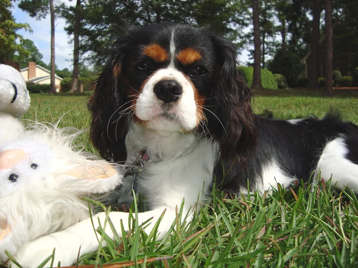 a dog laying in the grass next to some stuffed animals