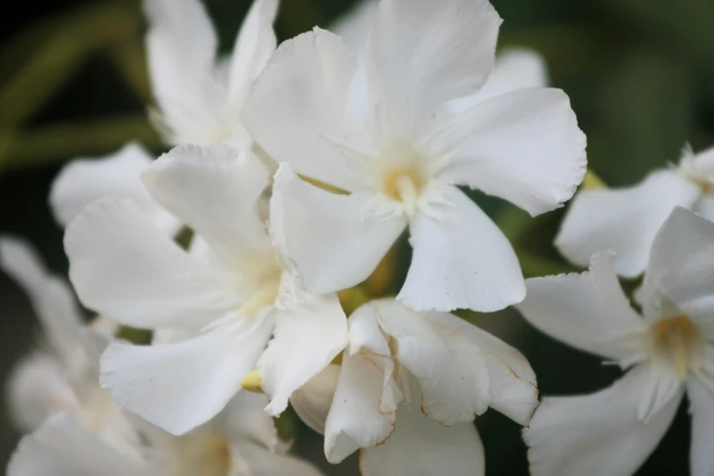 a group of white flowers on a plant