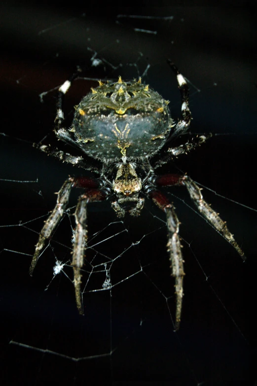 a large spider is sitting on top of its web