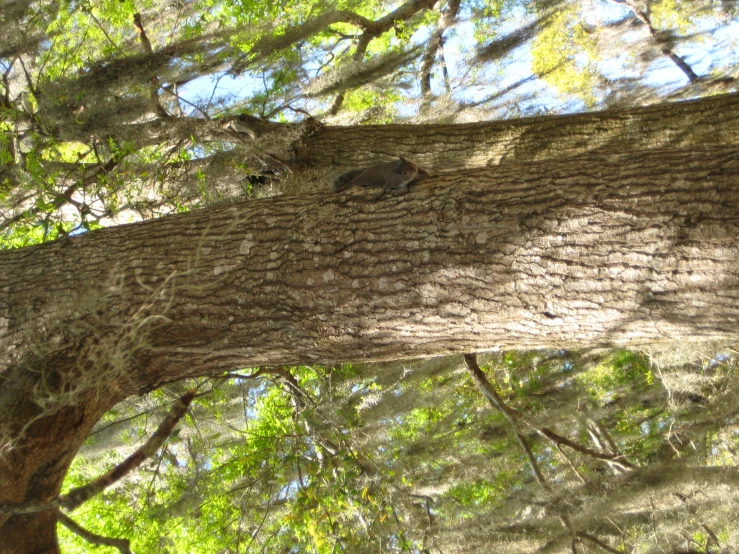 a tree with a thick trunk in the woods