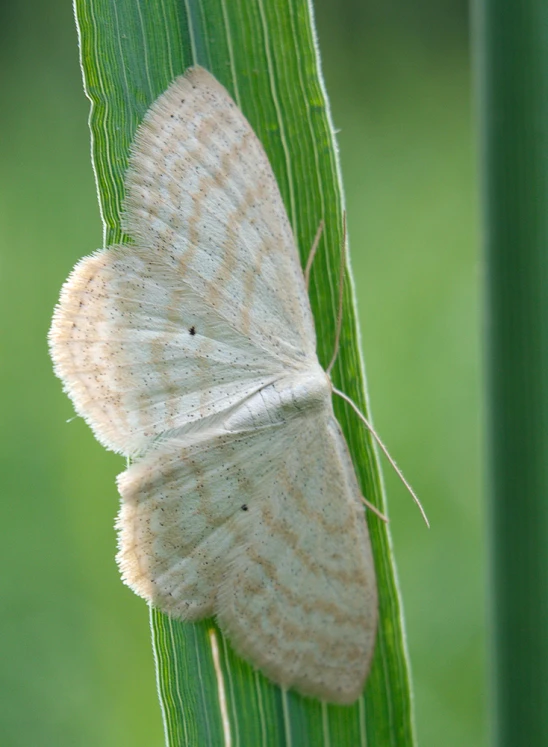 a white erfly sitting on top of a green leaf