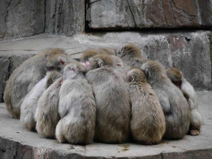 a bunch of monkeys that are sitting down