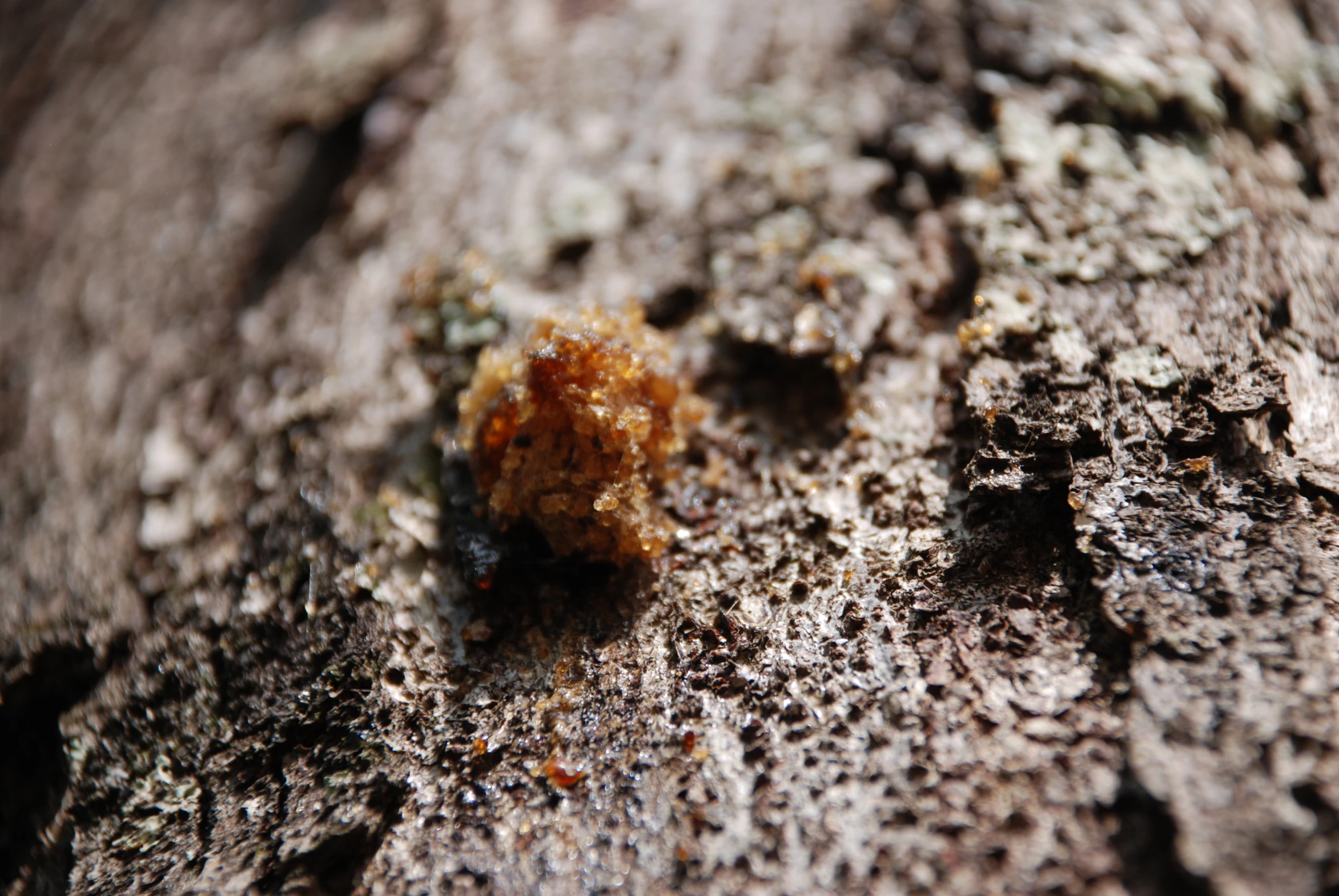 small, yellow bug crawling on tree bark