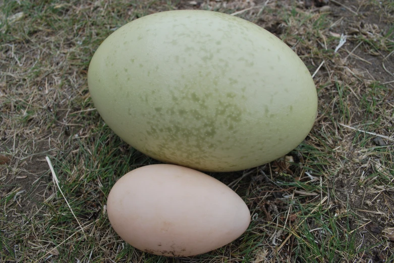 two large eggs sit next to each other on the grass