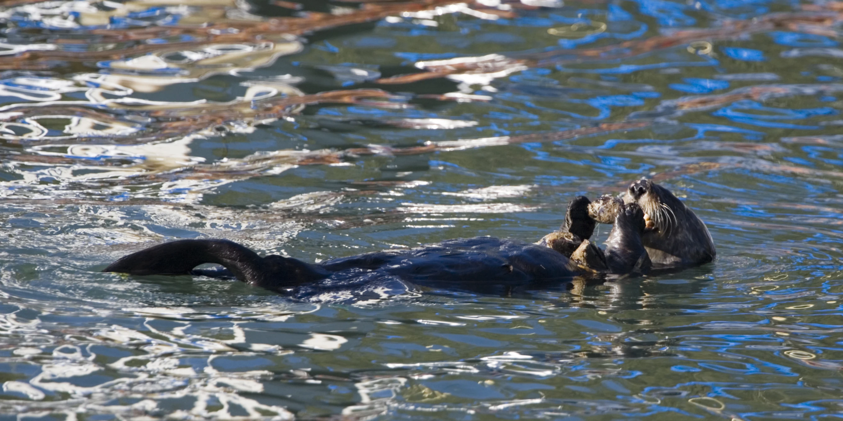 a black animal swimming on the top of water