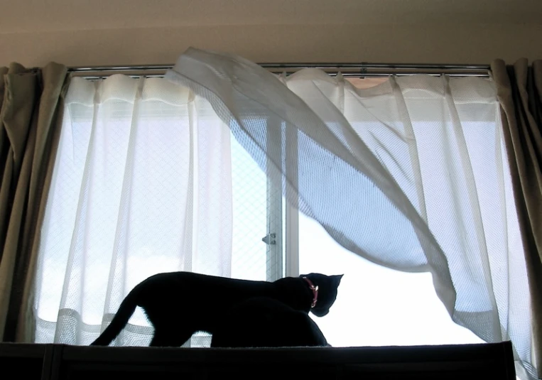 two cats sitting by the window and one cat looking at itself