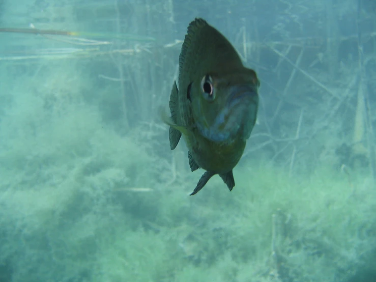 a large fish swimming under water near tall trees