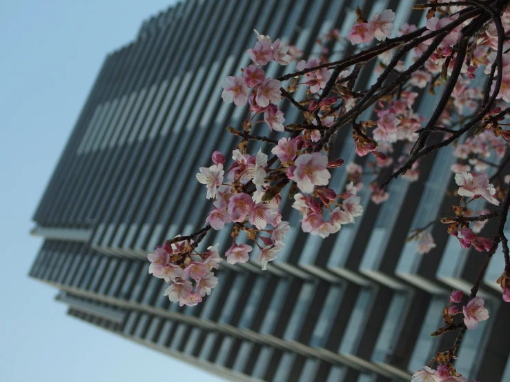 a flowering cherry tree with a building in the background