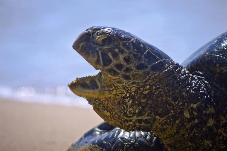 the face and neck of a sea turtle on the beach