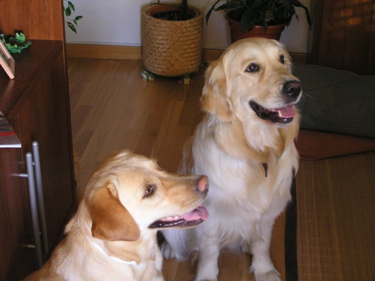 a couple of dogs sitting next to each other