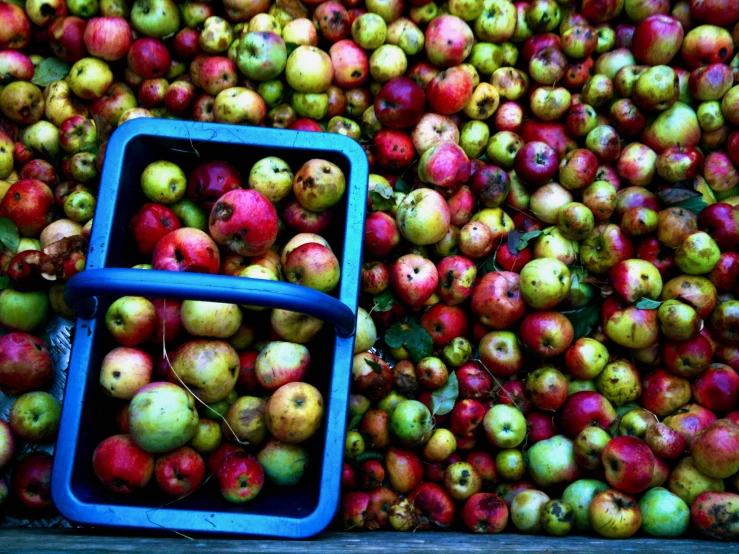 a bunch of apples stacked in some kind of container