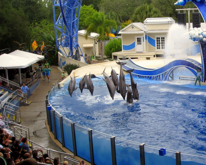 a dolphin is performing in a tank at a show