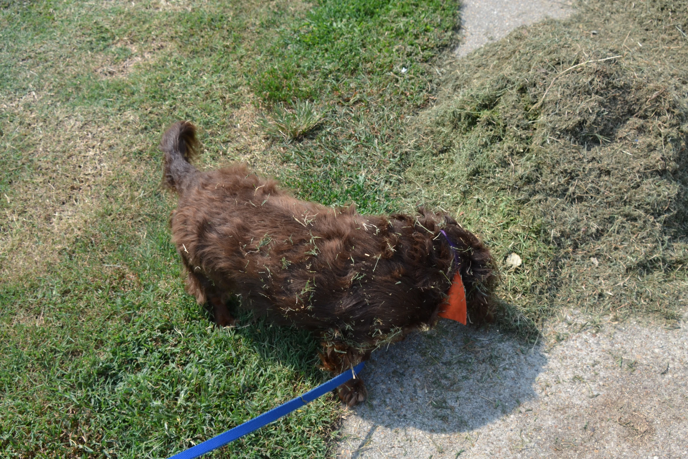 dog with chew marks in grass looking for food