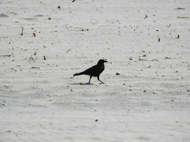 the black bird is walking on the beach