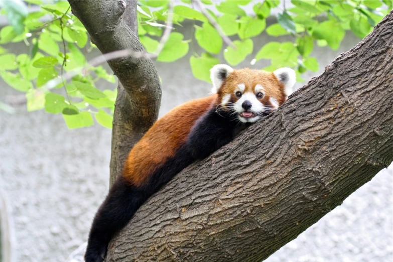 a red panda is sitting on the nch of a tree