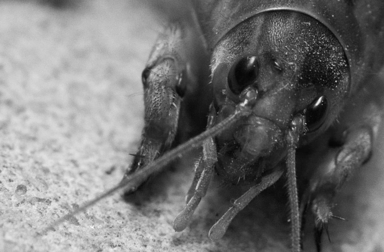 a black and white picture of a bug in the sand