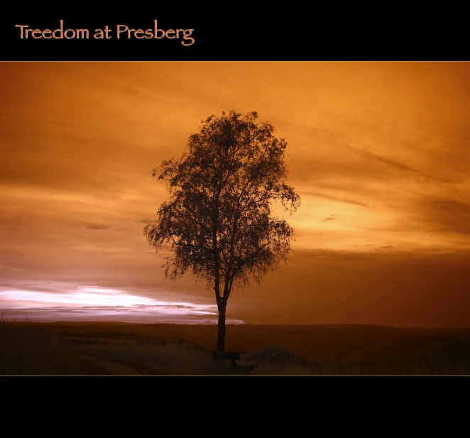 a tree is silhouetted against an orange sky