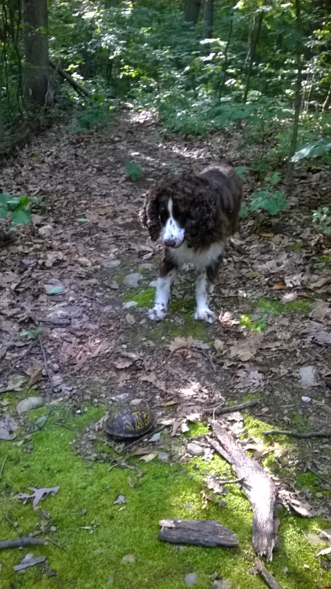 a dog stands in the woods and looks ahead