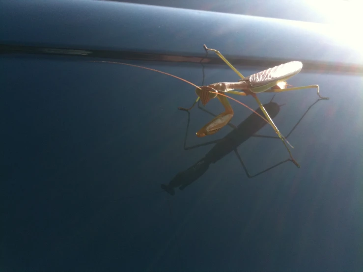 a mantisca sitting on the hood of a car