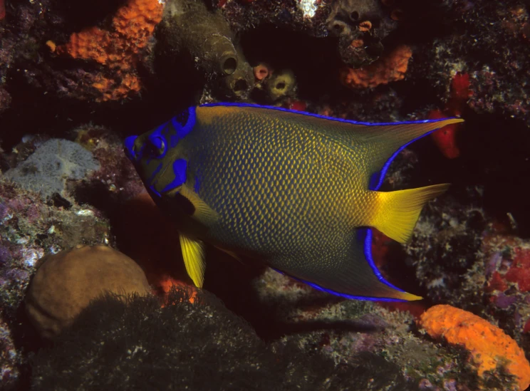 a blue and yellow fish on some corals