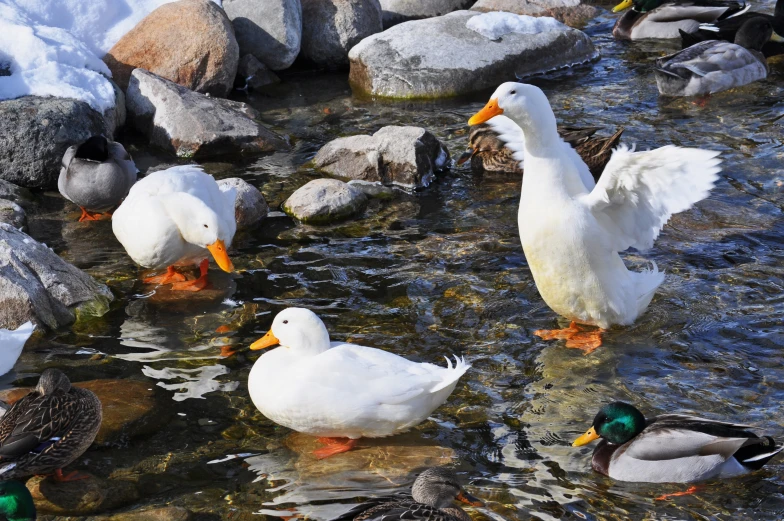 ducks, ducks and other birds are in shallow water